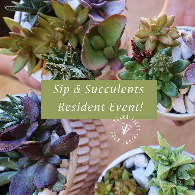 Sip and Succulent Community Event