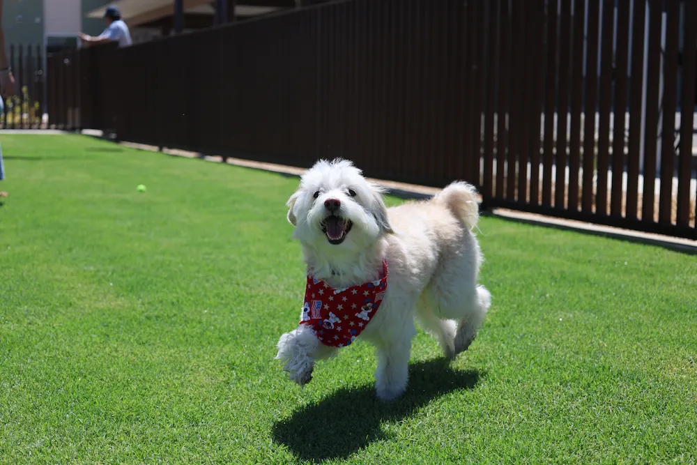 Cue Dog Prancing on Grass in Terra Vista