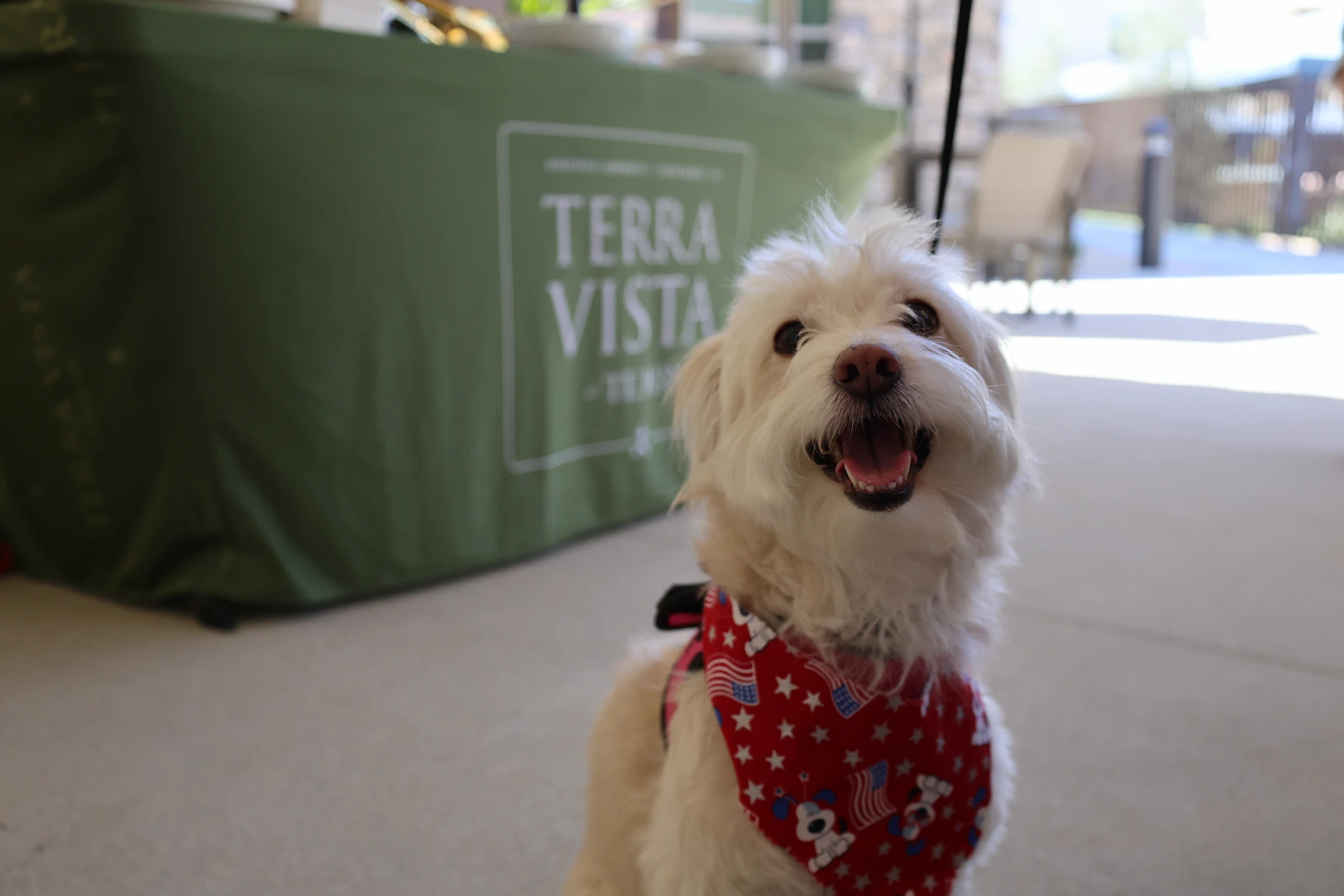 Dog Standing In Front of Terra Vista Logo